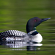 A common loon enjoying a day at the lake, wealthy beyond imagining thanks to Hollywood royalties.